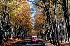 IMG_20221023_131926-copy