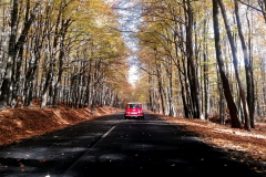 IMG_20221023_131931-copy